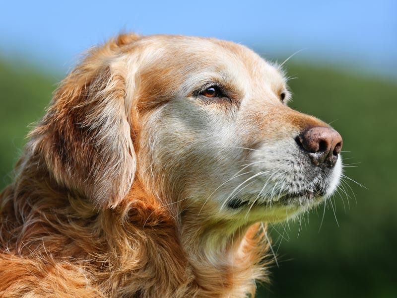 Portraitfoto eines alten Hundes