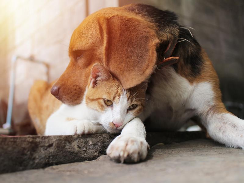 Hund und Katze vertragen sich